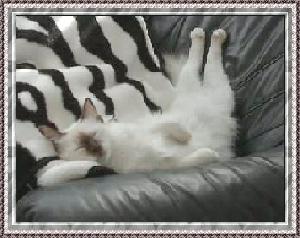 Jerry total entspannt, das Sofa gehört mir!